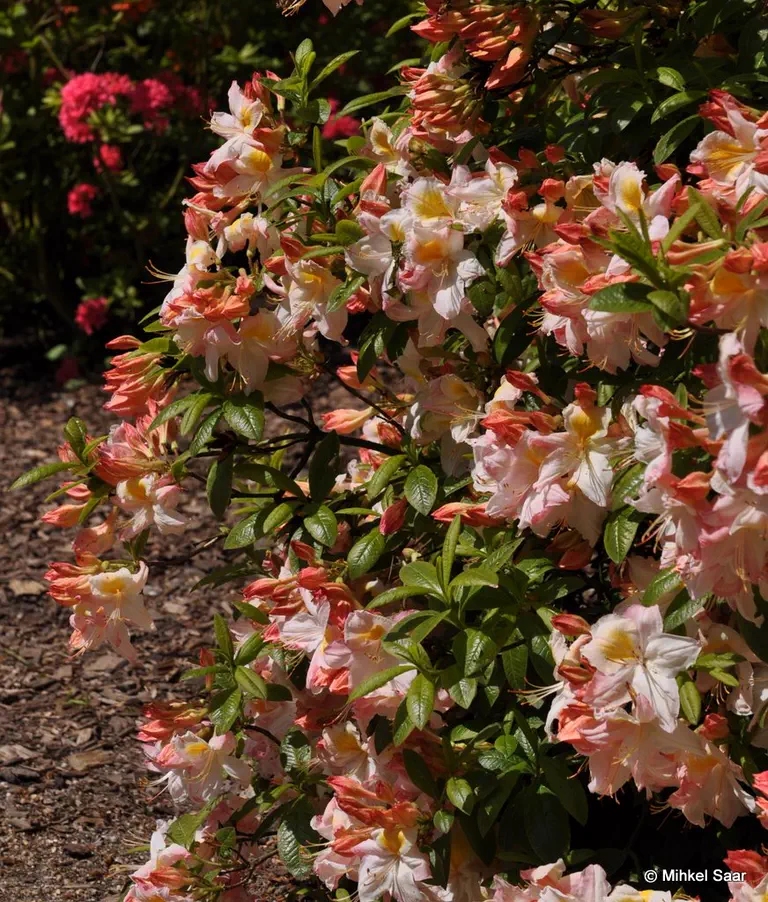 Photo of R. 'Honeysuckle', Deciduous Azalea Hybrid