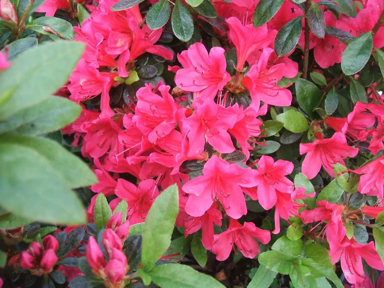 Photo of R. 'Diamant Rot', Evergreen Azalea Hybrid