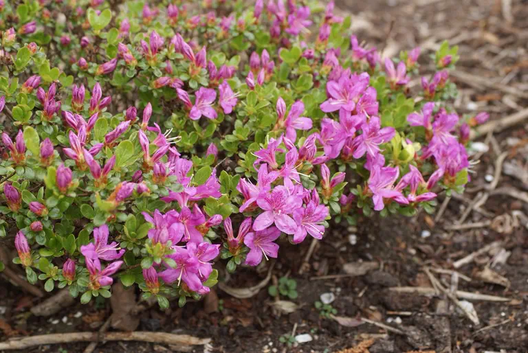 Photo of R. 'Diamant Violett', Evergreen Azalea Hybrid