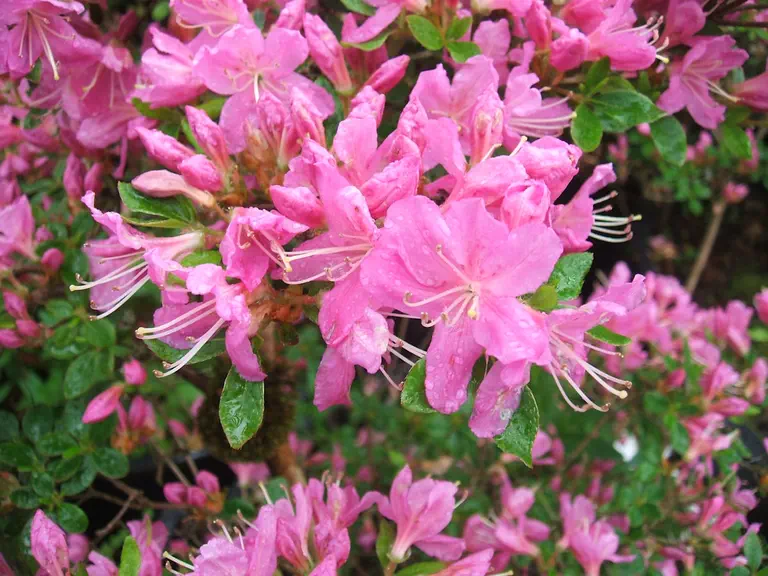 Photo of R. 'Diamant Purpur', Evergreen Azalea Hybrid
