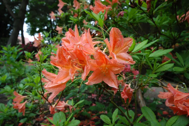 Photo of R. 'Mathilde', Deciduous Azalea Hybrid