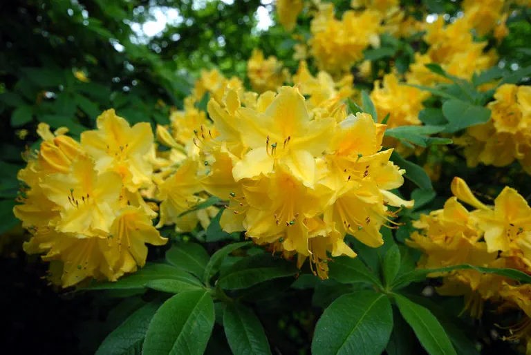 Photo of R. 'Moorgold', Deciduous Azalea Hybrid