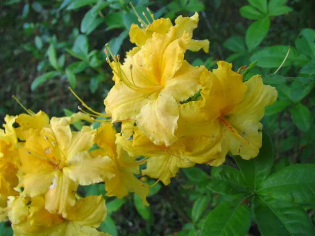 Photo of R. 'Nancy Waterer', Deciduous Azalea Hybrid