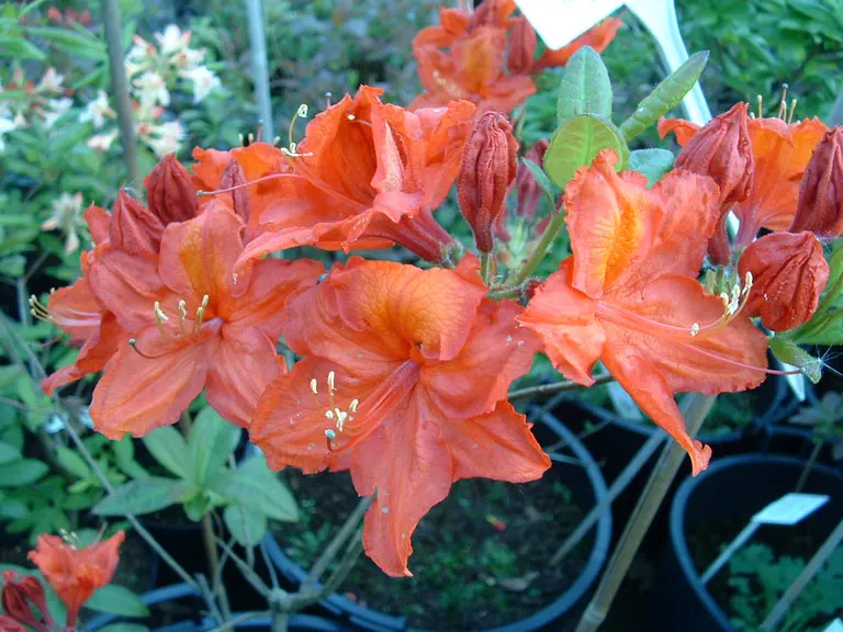 Photo of R. 'Feuerwerk', Deciduous Azalea Hybrid