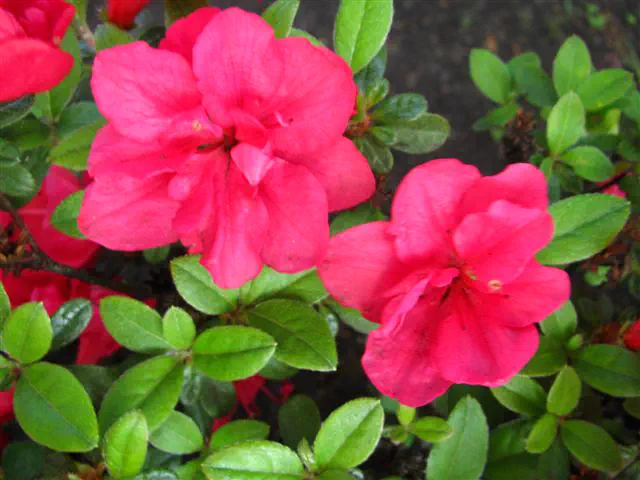 Photo of R. 'Rotstein', Evergreen Azalea Hybrid