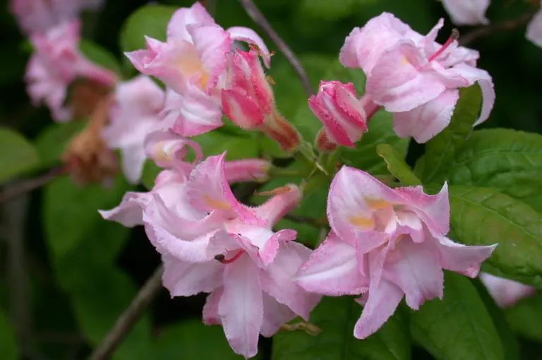 Photo of R. 'Quentin Metsys', Deciduous Azalea Hybrid