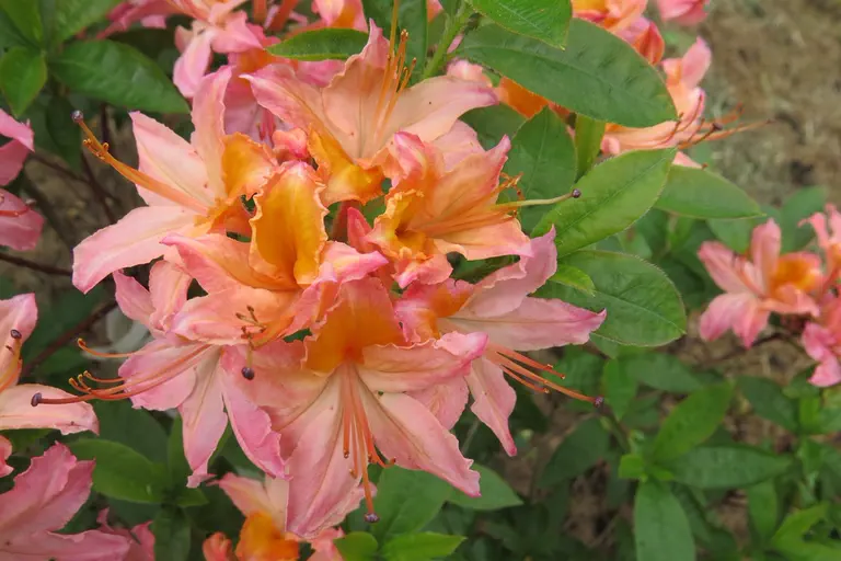 Photo of R. 'Quiet Thoughts', Deciduous Azalea Hybrid