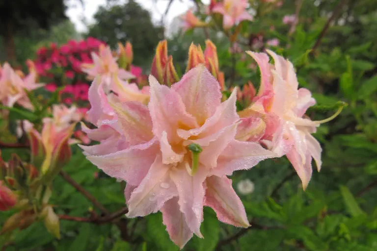 Photo of R. 'Raphael de Smet', Deciduous Azalea Hybrid