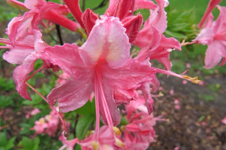 Photo of R. 'Richardissimum', Deciduous Azalea Hybrid