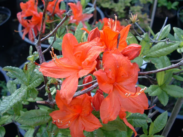 Photo of R. 'Saturnus', Evergreen Azalea Hybrid