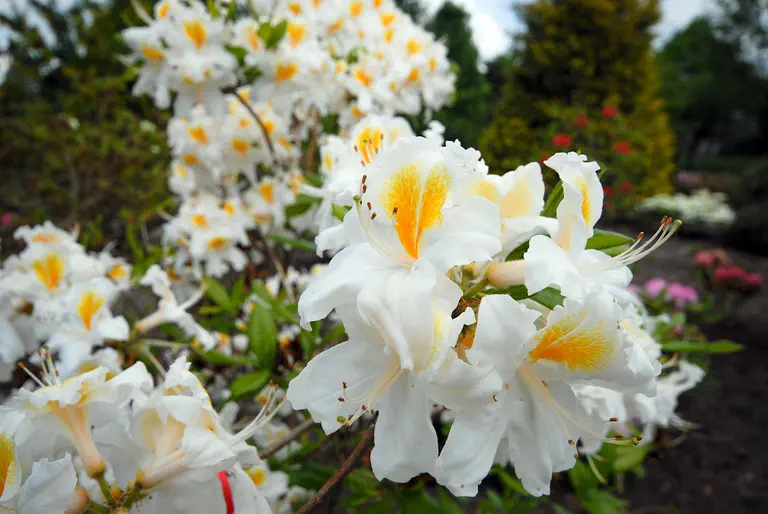 Photo of R. 'Schneegold', Deciduous Azalea Hybrid