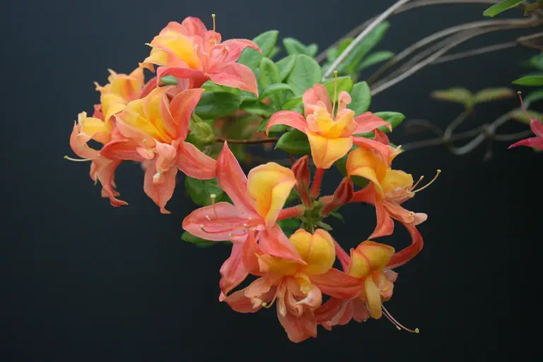 Photo of R. 'Van Houtte Flore Pleno', Deciduous Azalea Hybrid