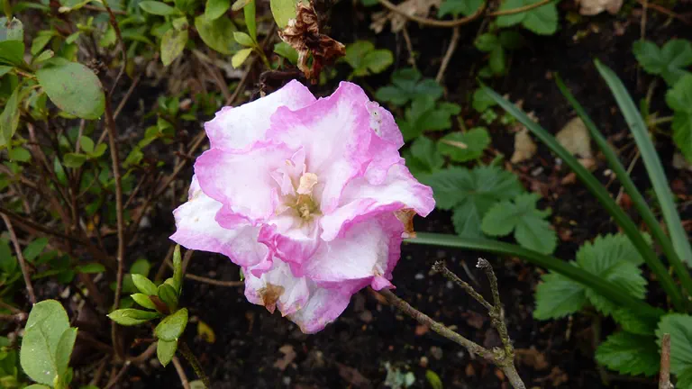 Photo of R. 'Rosa Belton', Evergreen Azalea Hybrid