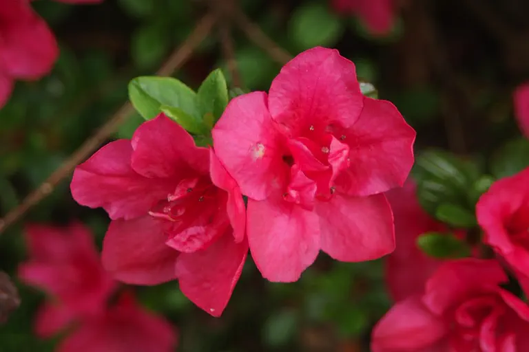 Photo of R. 'Purpurkissen', Evergreen Azalea Hybrid