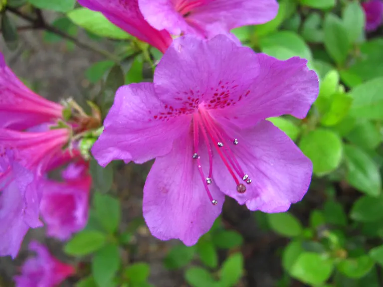 Photo of R. 'Purpurtraum', Evergreen Azalea Hybrid