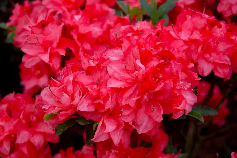 Photo of R. 'Hachmann's Fabiola', Deciduous Azalea Hybrid