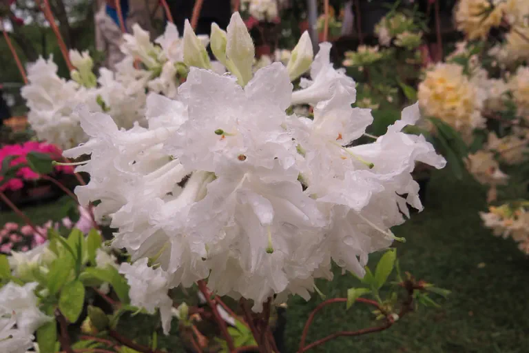 Photo of R. 'Whitethroat', Deciduous Azalea Hybrid