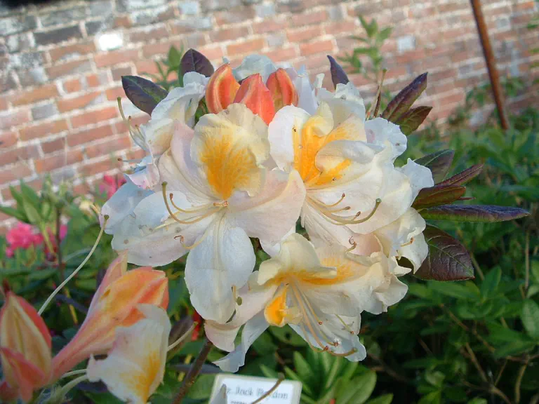 Photo of R. 'Jock Coutts', Deciduous Azalea Hybrid