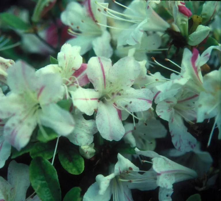 Photo of R. 'Koka', Evergreen Azalea Hybrid