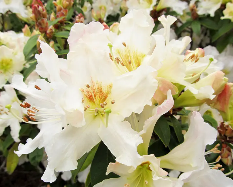 Photo of R. 'Forsterianum', Evergreen Azalea Hybrid