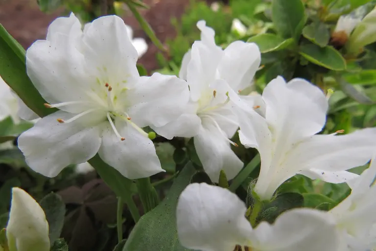 Photo of R. 'Winterstein', Evergreen Azalea Hybrid