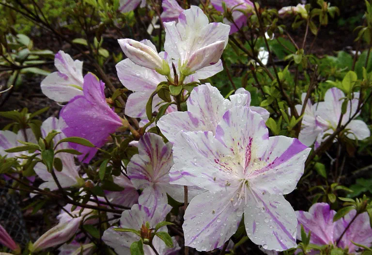 Photo of R. simsii var simsii 'Vittatum', Evergreen Azalea Species Selection