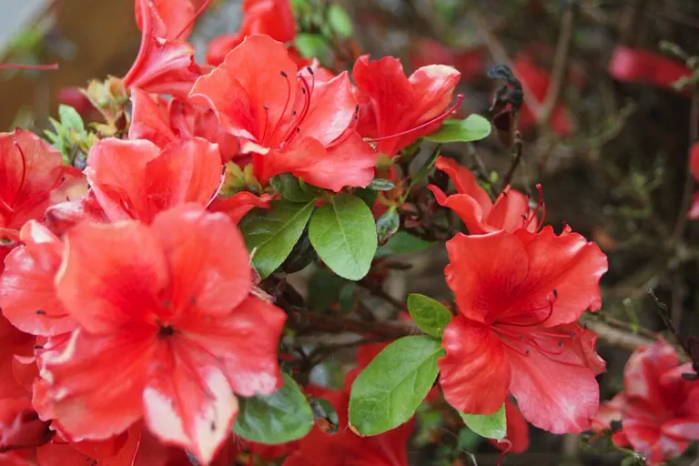 Photo of R. 'Sabina', Evergreen Azalea Hybrid