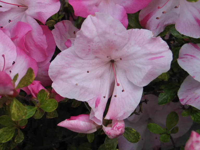Photo of R. 'Keisetsu', Evergreen Azalea Hybrid