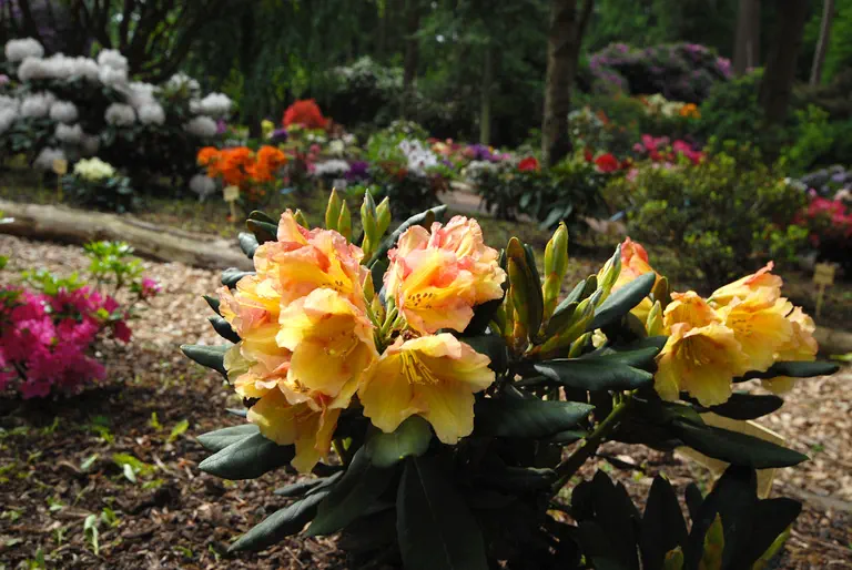 Photo of R. 'Valencia', Azalea Hybrid