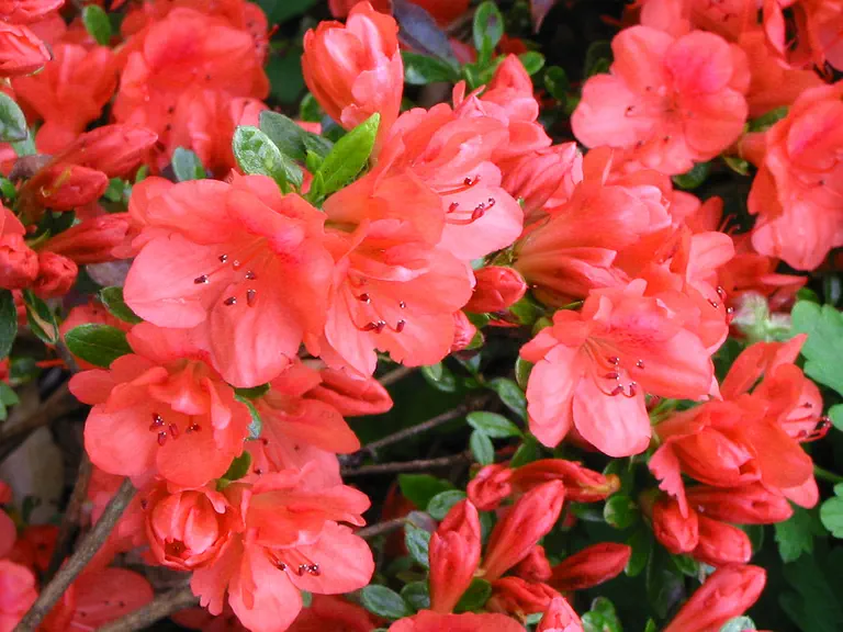 Photo of R. 'Orange Cup', Evergreen Azalea Hybrid