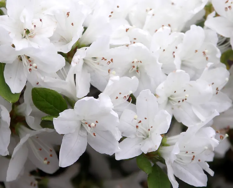 Photo of R. 'Kermesinum Album', Evergreen Azalea Hybrid