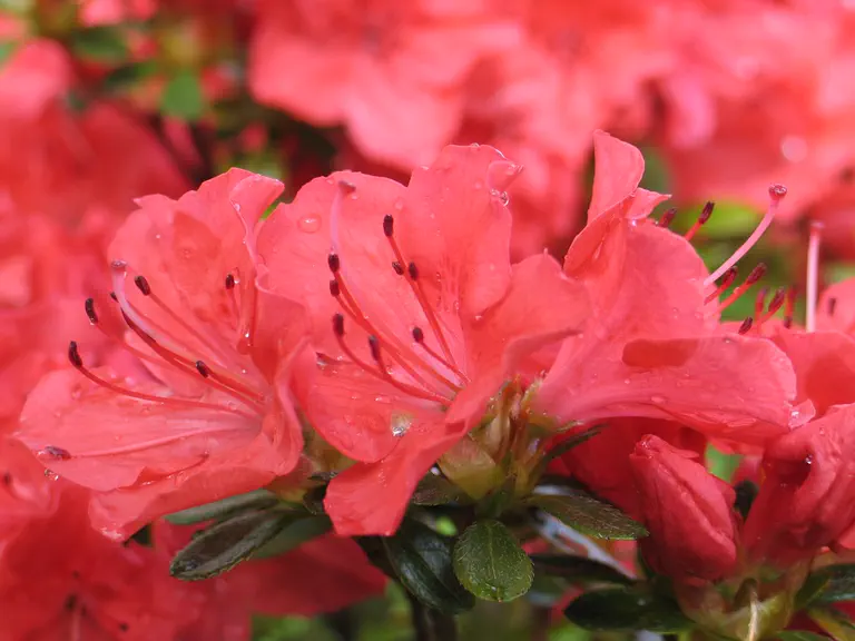 Photo of R. 'Satschiko', Evergreen Azalea Hybrid