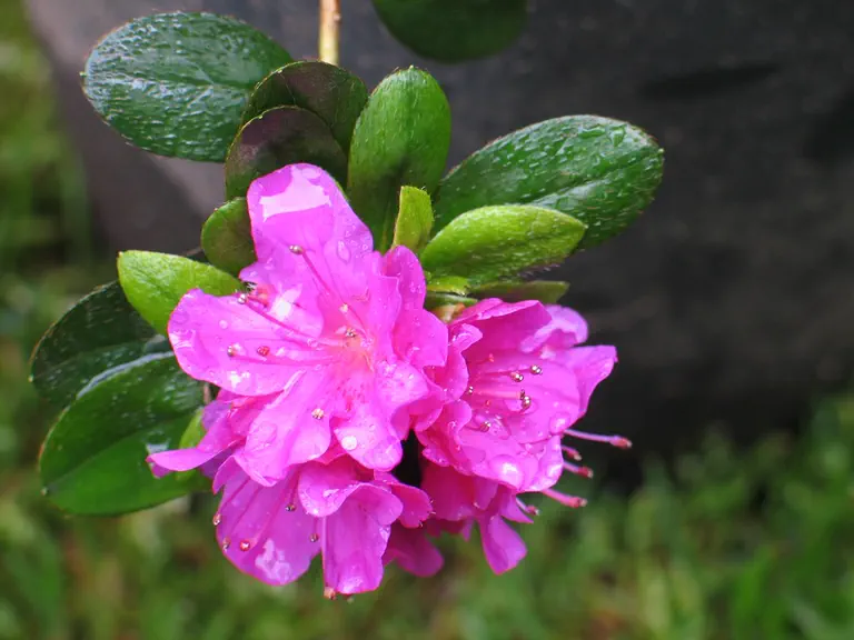 Photo of R. 'Multiflorum', Evergreen Azalea Hybrid