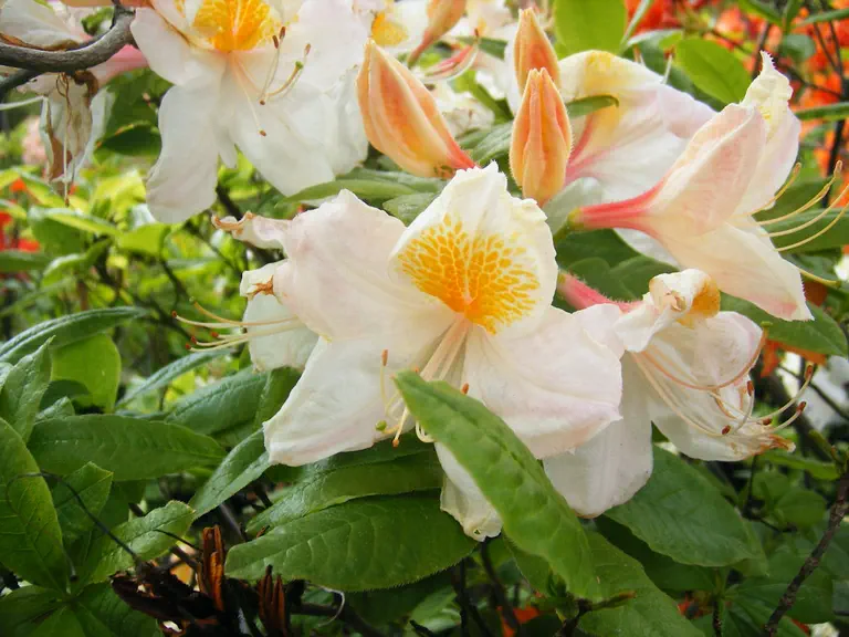Photo of R. 'Silverwood', Deciduous Azalea Hybrid