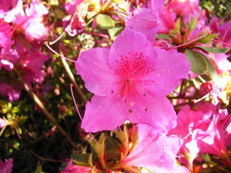 Photo of R. 'Colyer', Evergreen Azalea Hybrid