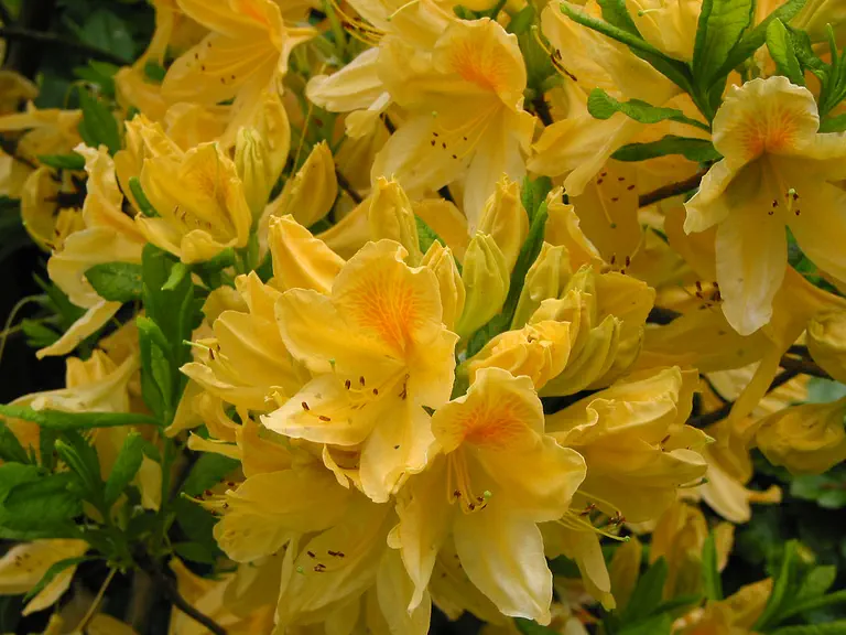 Photo of R. molle ssp japonicum 'Comte de Quincey', Deciduous Azalea Species Selection