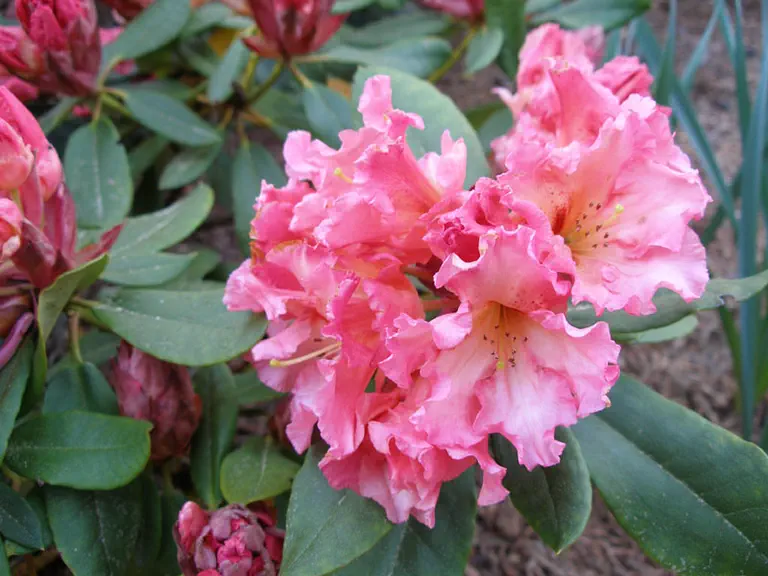 Photo of R. 'Rim Fire', Evergreen Azalea Hybrid