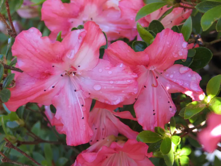 Photo of R. 'Dorothy Clark', Evergreen Azalea Hybrid