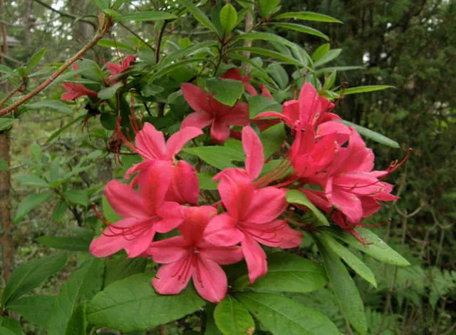 Photo of R. 'Karminduft', Deciduous Azalea Hybrid