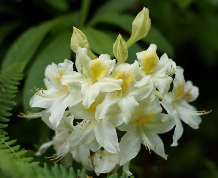 Photo of R. 'Robert Whelan', Azalea Hybrid