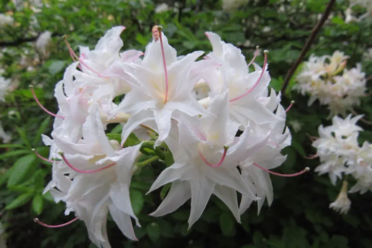 Photo of R. 'Velasquez', Deciduous Azalea Hybrid