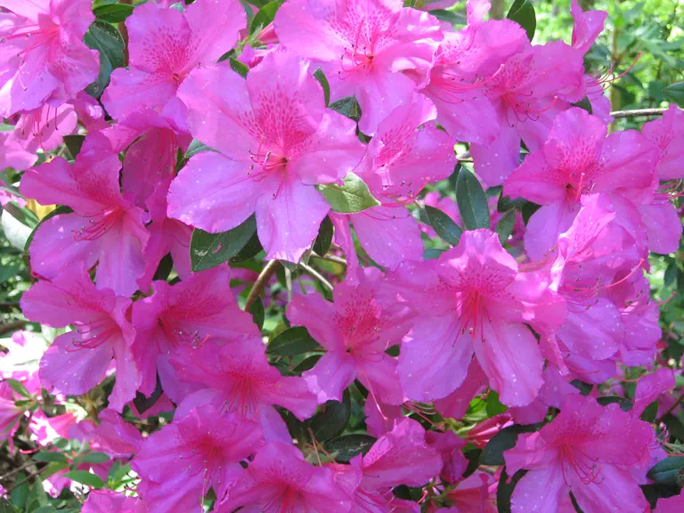 Photo of R. 'Formosum', Azalea Hybrid