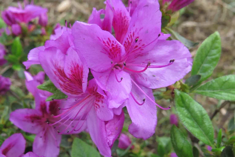 Photo of R. 'Peppina', Evergreen Azalea Hybrid