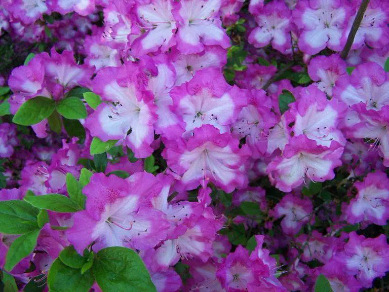 Photo of R. 'Martha Hitchcock', Evergreen Azalea Hybrid