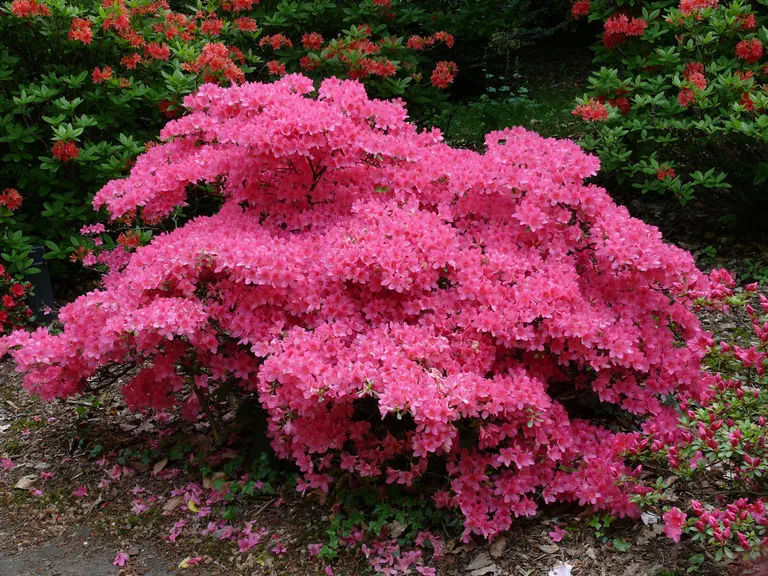 Photo of R. 'Pink Treasure', Evergreen Azalea Hybrid