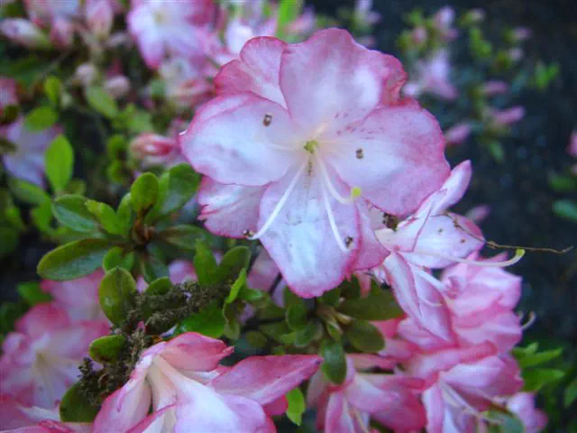 Photo of R. 'Roehr's Peggy Ann', Evergreen Azalea Hybrid