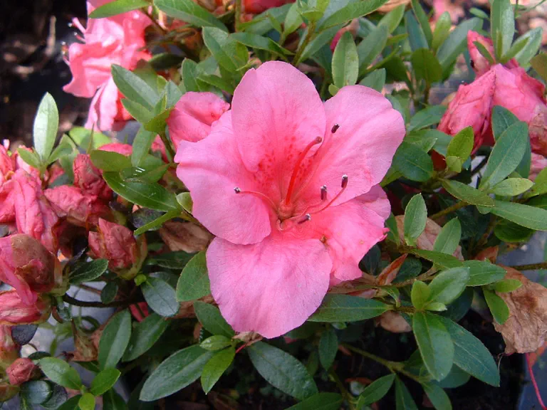 Photo of R. 'Vida Brown', Evergreen Azalea Hybrid