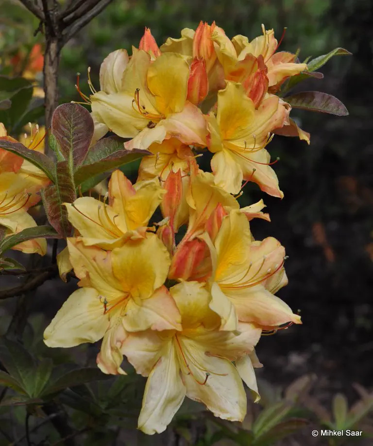 Photo of R. 'Golden Horn', Deciduous Azalea Hybrid