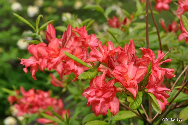 Photo of R. 'Glockenspiel', Deciduous Azalea Hybrid