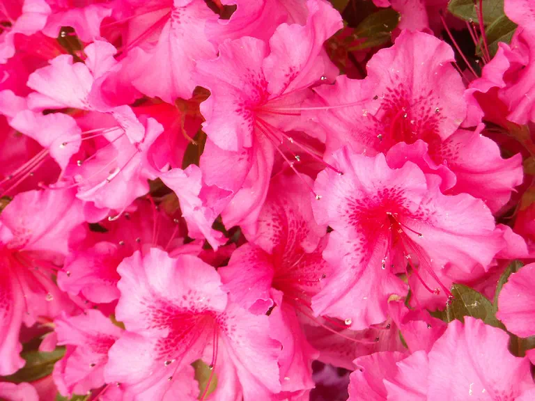 Photo of R. 'Saybrook Glory', Evergreen Azalea Hybrid